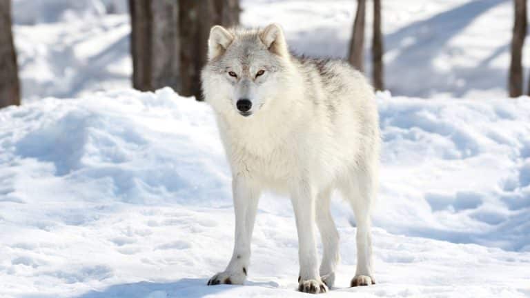 Un loup arctique cloné en Chine
