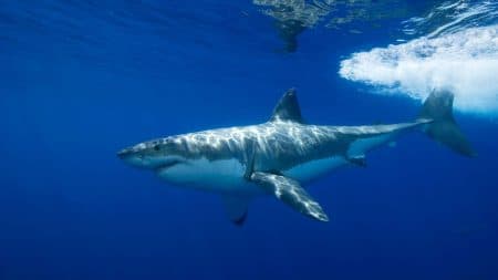 Un grand requin banc observé près des côtes françaises Un grand requin banc observé près des côtes françaises