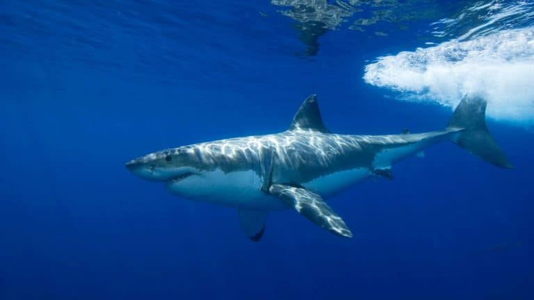 Un grand requin banc observé près des côtes françaises