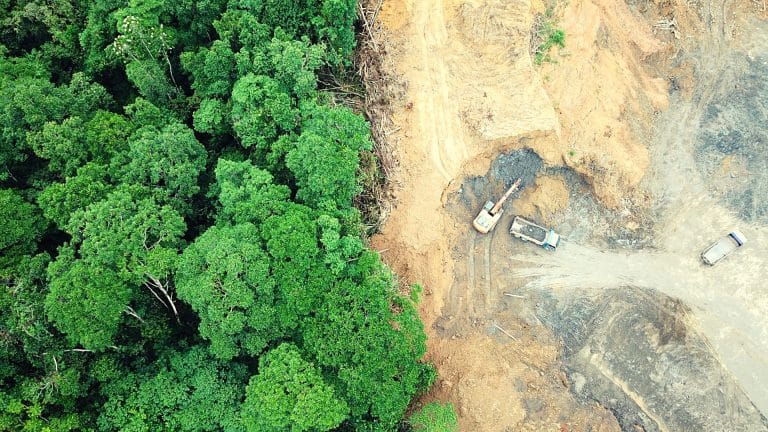 La déforestation au Brésil atteint de tristes records