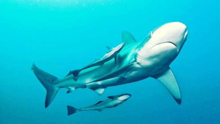 Un dispositif pour sauver les requins de la pêche