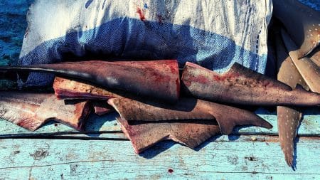 Une pétition contre le commerce des ailerons de requins Une pétition contre le commerce des ailerons de requins