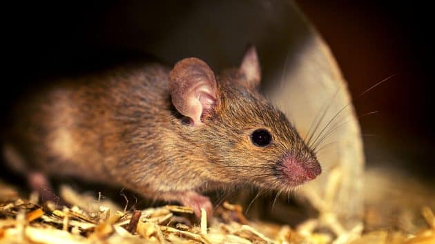 La plus vieille souris du monde vit à San Diego