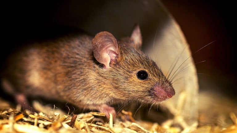 La plus vieille souris du monde vit à San Diego