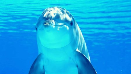 De nombreux dauphins s’échouent sur les plages De nombreux dauphins s'échouent sur les plages