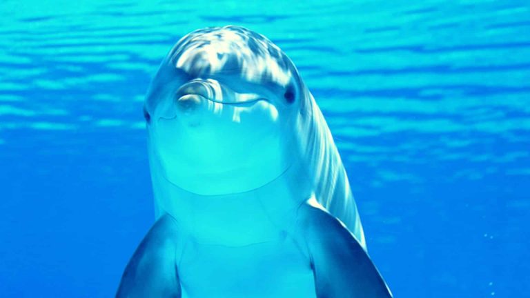 De nombreux dauphins s&rsquo;échouent sur les plages