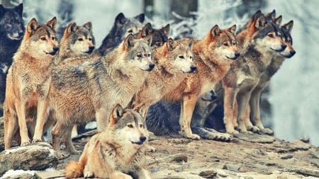 Les loups sont de plus en plus nombreux en France
