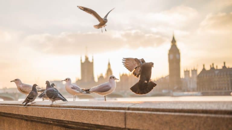 1000 oiseaux ont perdu la vie après avoir percuté un immeuble