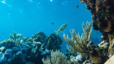 Une bactérie mangeuse de chair dans l'océan Atlantique