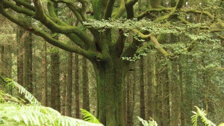Un vieil arbre de la forêt de Brocéliande a été déraciné