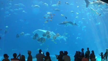 Un aquarium français accusé de commerce illégal d’animaux