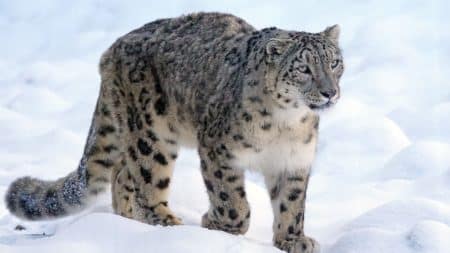 Une panthère des neiges capturée en Afghanistan