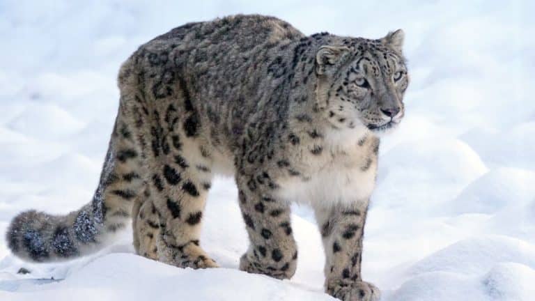 Une panthère des neiges capturée en Afghanistan