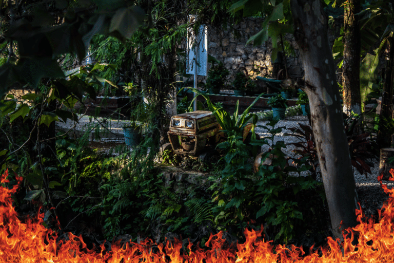 Changement climatique : voici comment nos forêts pourraient y survivre !