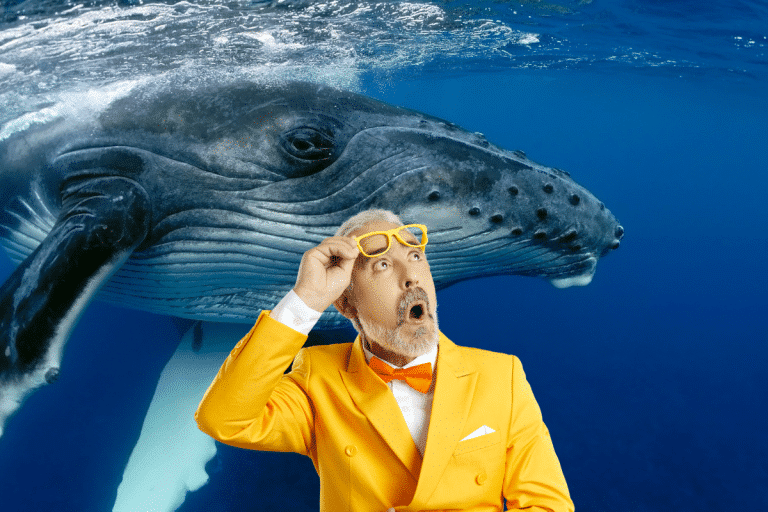 Incroyable mais vrai : parler avec des baleines est possible grâce à l&rsquo;IA !