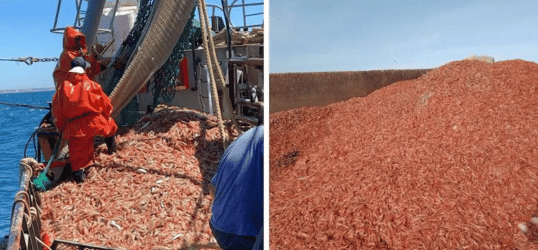 Vers une agriculture vertueuse grâce aux déchets de pêche : comprendre ce potentiel insoupçonné