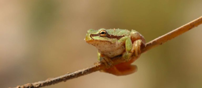 Kermitops, la grenouille préhistorique : Quand la paléontologie célèbre le célèbre Muppet des années 80-90