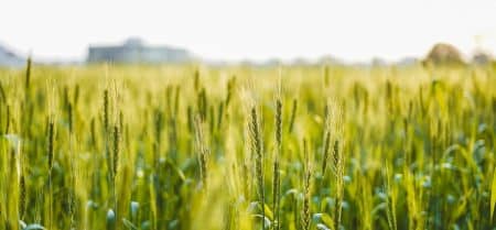 Zéro émission : l’alimentation de demain grâce à l’ammoniac, réalité ou utopie ? Pionnier de l'éco-innovation : la production alimentaire soutenue par l'ammoniac à faible température et pression, une avancée vers zéro émission ?