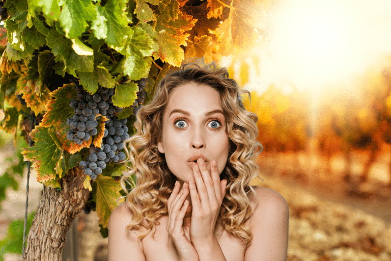 Changement climatique : découvrez l&rsquo;incroyable parade des vignobles pour survivre