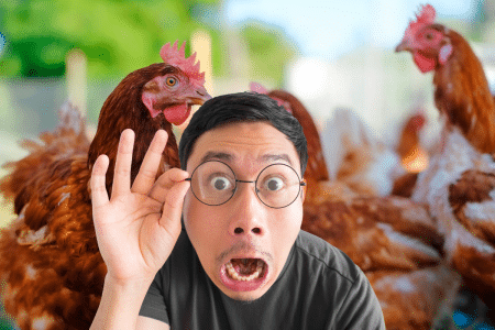 Graisse de poulet et stockage d’énergie : voici comment ces scientifiques compte faire Graisse de poulet : voici comment ces scientifiques compte l'utiliser pour le stockage d'énergie