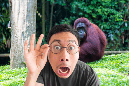 Ce primate défi les lois de la nature en se soignant tout seul, voici comment Ce primate sauvage défie les lois de la nature en se soignant tout seul, voici comment