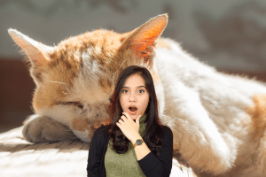 Signes de longévité : découvrez ces races de chats qui vivent le plus longtemps