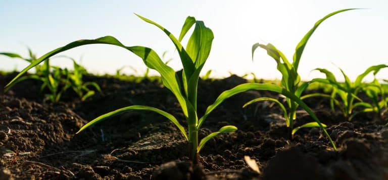 Vers une révolution verte : des bactéries génétiquement modifiées pour supplanter les pesticides toxiques ?