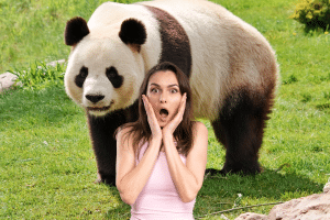 Scandale en Chine : des chiens transformés en pandas, voici pourquoi