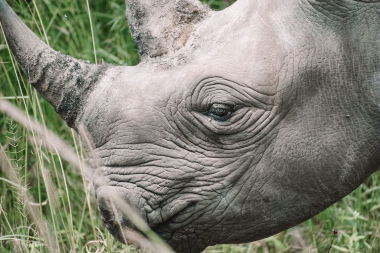 Une nouvelle méthode controversée : les cornes radioactives pour sauver les rhinocéros en danger