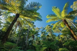 Australie en péril : des forêts autrefois protectrices deviennent des sources alarmantes de CO2
