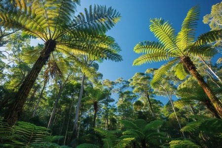 Australie en péril : des forêts autrefois protectrices deviennent des sources alarmantes de CO2 Australie en péril : des forêts autrefois protectrices deviennent des sources alarmantes de CO2