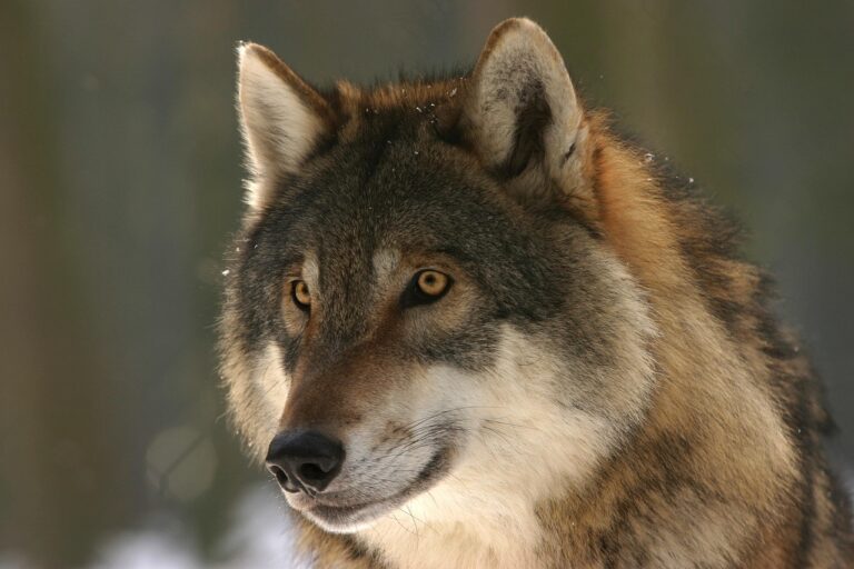 La peur irrationnelle du loup : comment les médias influencent notre perception d&rsquo;un prédateur ?