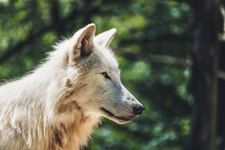 Le loup et l&rsquo;homme : êtes-vous prêt à découvrir l&rsquo;impact inattendu de leur coexistence