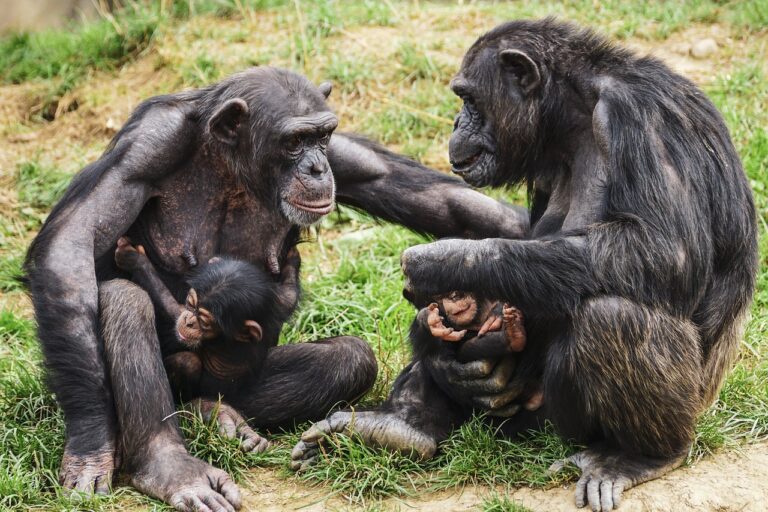Les chimpanzés ne cessent de nous surprendre : découvrez comment leurs conversations ressemblent aux nôtres