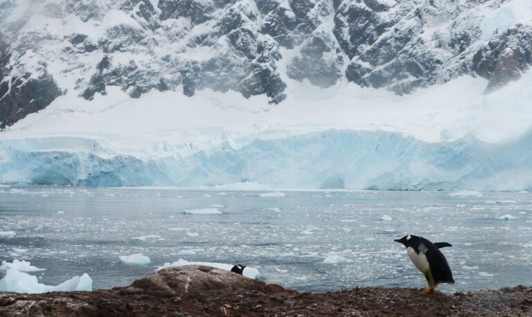 Découvrez pourquoi la première carte des espaces verts de l&rsquo;Antarctique va vous surprendre et inquiéter