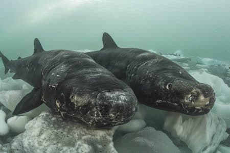 Les requins du Groenland : pourquoi leur longévité exceptionnelle pourrait bientôt être menacée