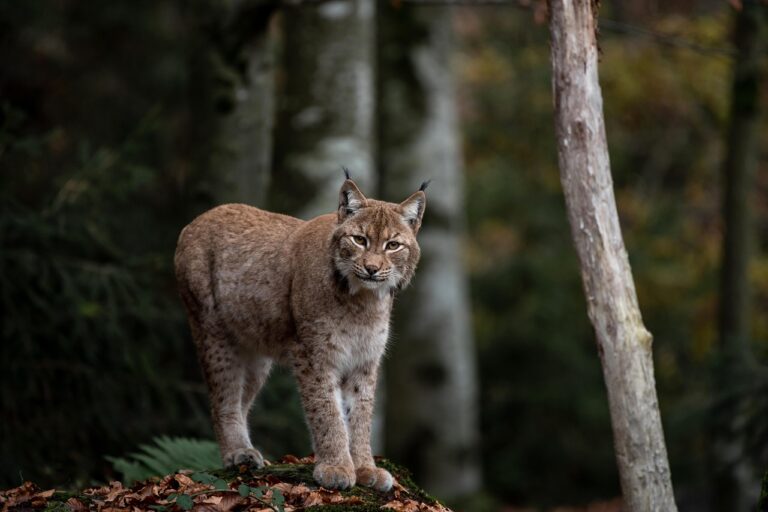 Les secrets révélés du lynx : pourquoi ce prédateur surprenant ne peut pas courir de marathon