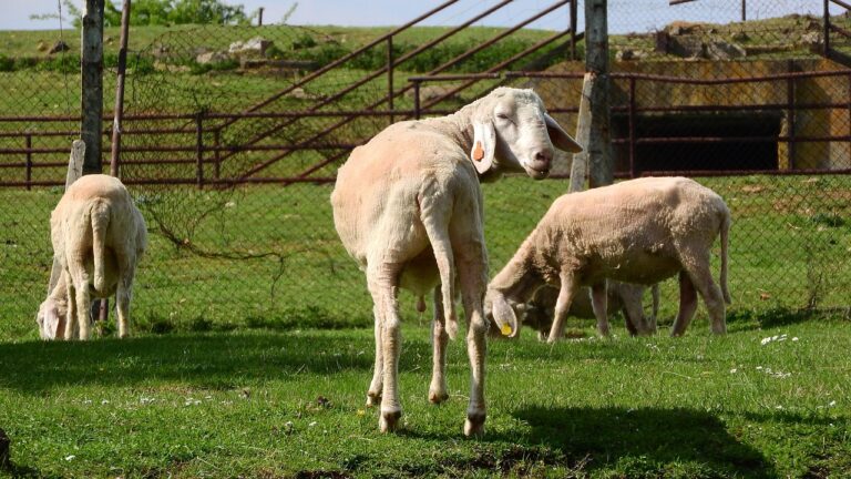 Un virus mortel pour les moutons se propage en France : ce que vous devez savoir pour protéger vos élevages