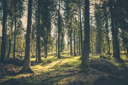 L’équilibre entre la forêt et le gibier : un défi pour la gestion durable du patrimoine forestier Green Grass on Forest