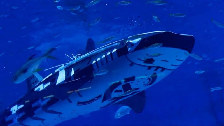 Le premier requin-baleine robotisé au monde : découvrez cette innovation bionique et intelligente