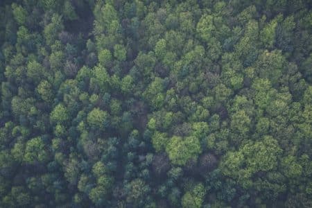 Changement climatique : le rôle clé des communes forestières A dense, vibrant forest seen from above, showcasing lush green foliage and natural beauty.