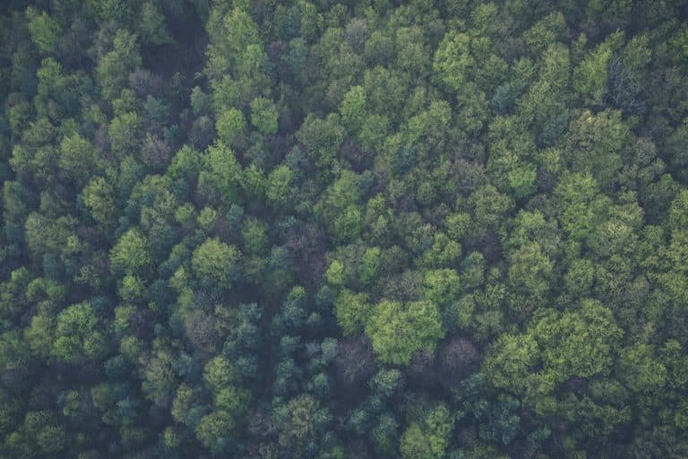 Changement climatique : le rôle clé des communes forestières