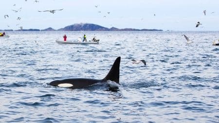 Attaques de bateaux par les orques : Une tendance troublante qui persiste