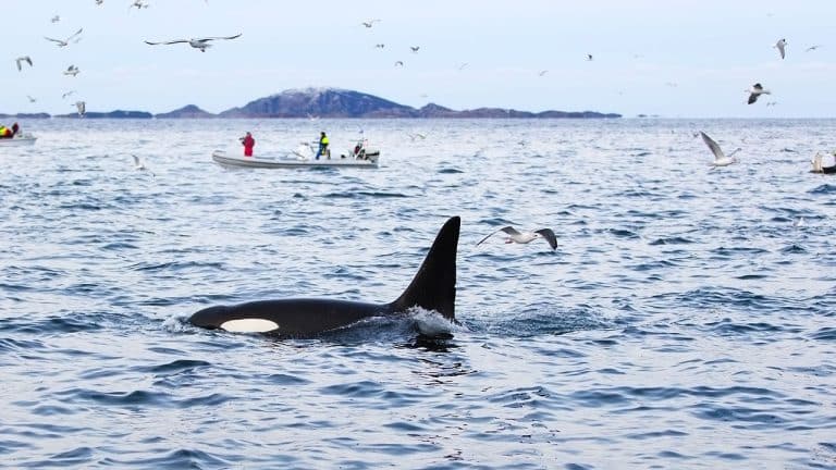 Attaques de bateaux par les orques : Une tendance troublante qui persiste