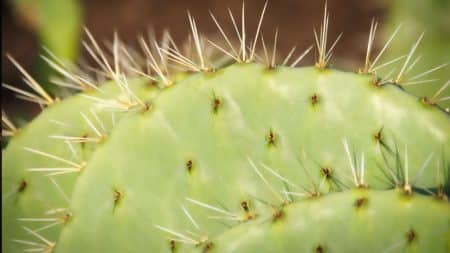 Pourquoi les cactus ont des épines : leurs fonctions surprenantes dans le désert