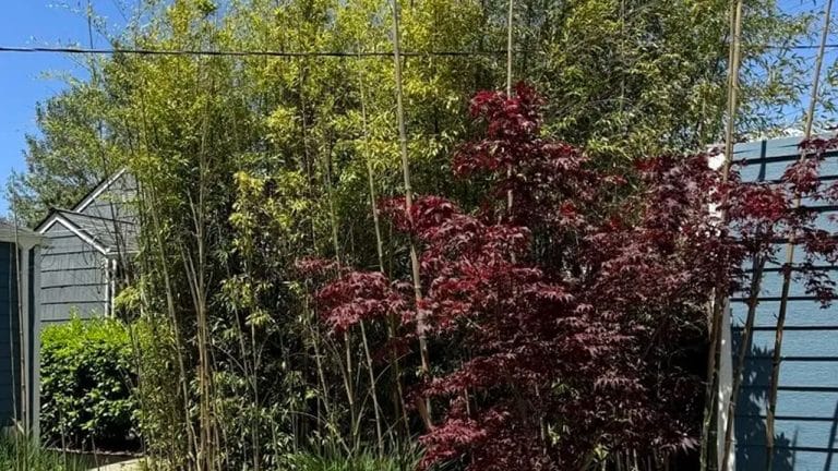Fondations en danger : Une plante envahissante menace la stabilité de la maison