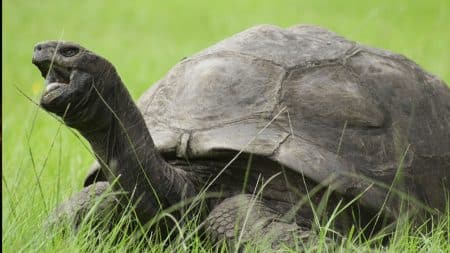 Insolite : quel âge a la plus vieille tortue du monde ?
