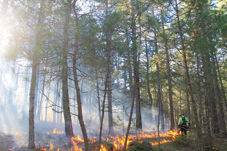 Les scientifiques tirent la sonnette d&rsquo;alarme sur l&rsquo;état des forêts terrestres