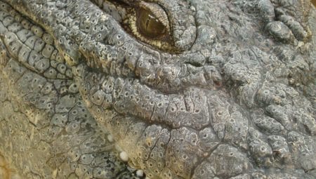 À 123 ans, ce crocodile géant nommé Henry défie le temps et les lois de la nature par sa taille colossale
