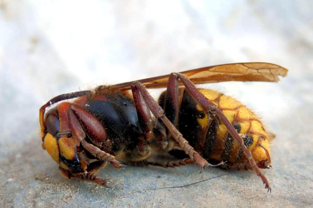 Attention : écraser ce frelon asiatique pourrait déclencher une attaque massive et ravager l’écosystème local Attention : écraser ce frelon asiatique pourrait déclencher une attaque massive et ravager l’écosystème local